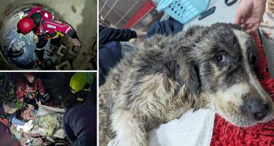 Dog saved from bottom of 15ft concrete shaft